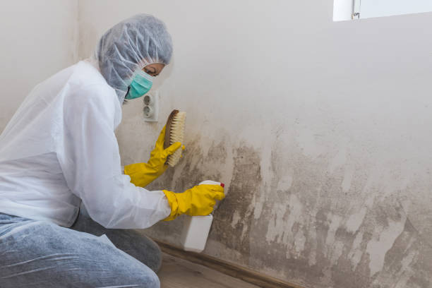 Best Industrial Mold Remediation in Rosharon, TX