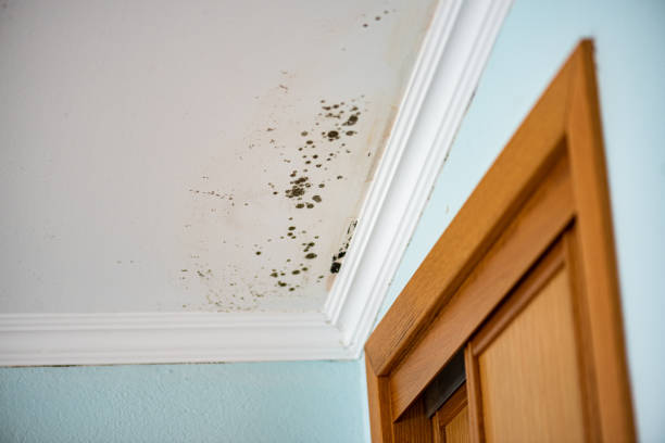  Rosharon, TX Mold Removal Pros
