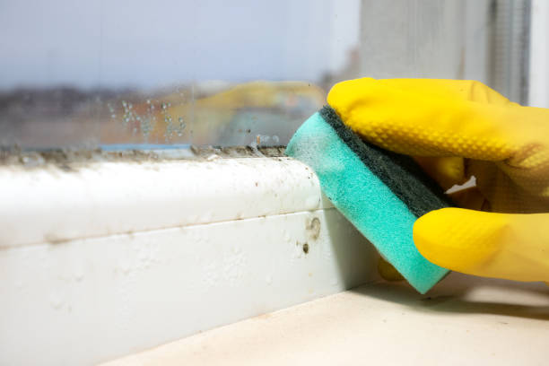 Best Residential Mold Remediation in Rosharon, TX