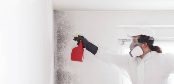 Best Health and Safety Mold Remediation in Rosharon, TX