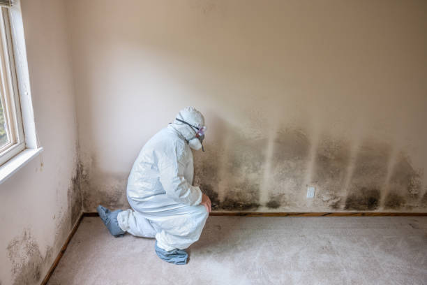 Best Crawl Space Mold Remediation in Rosharon, TX