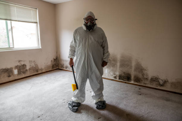 Best Attic Mold Remediation in Rosharon, TX