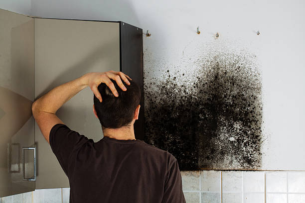 Best Preventive Mold Services in Rosharon, TX