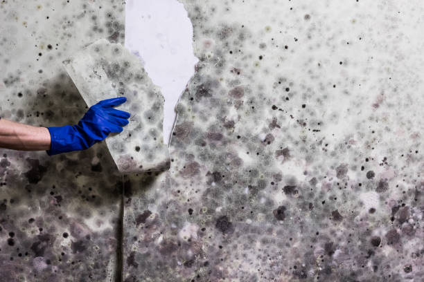 Best Black Mold Remediation in Rosharon, TX