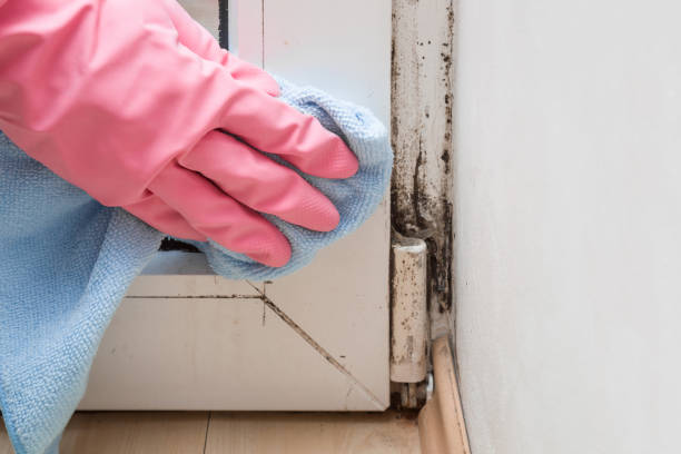 Best Localized Mold Remediation (e.g., coastal areas, humid climates) in Rosharon, TX